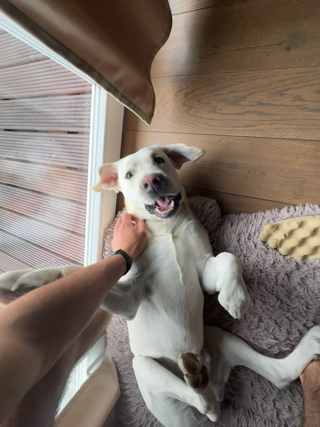 Hund lässt sich verspielt den Bauch kraulen